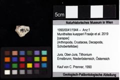 Foto (Objket + Etiketten) von Munitheites kuepperi (Fraaije et al., 2019) 